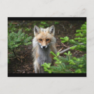 Red Fox Briefkaart