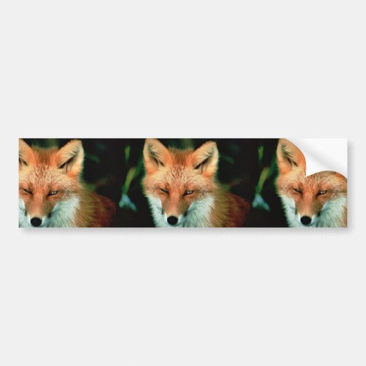 Red Fox Bumpersticker (Voorkant)
