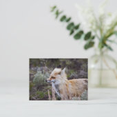 Red Fox - Carte de visite (Debout devant)