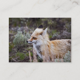 Red Fox - Carte de visite