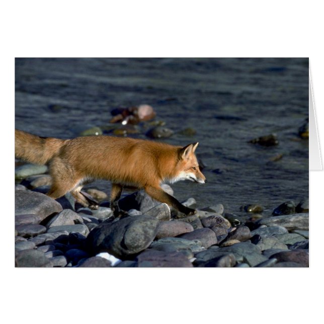 Red Fox courant à côté de la rivière (Devant horizontal)