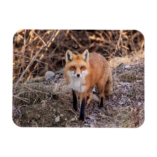 Red Fox dichtbij en persoonlijk Magneet (Horizontaal)