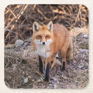Red Fox dichtbij en persoonlijk Vierkante Kartonnen Onderzetter