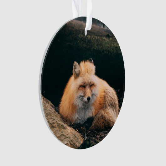 Red Fox dormant (devant)