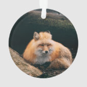 Red Fox dormant (dos)