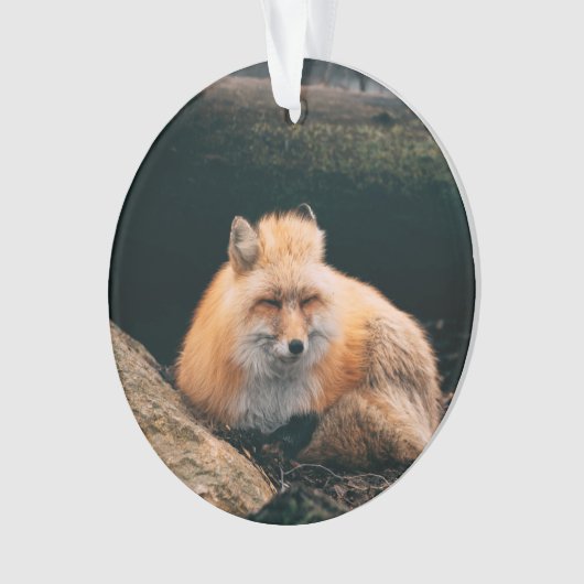 Red Fox dormant (devant)