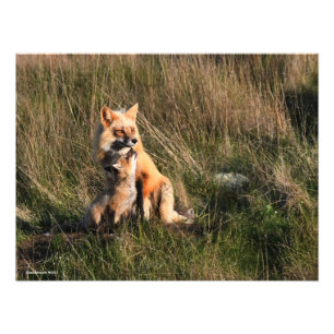 Red Fox en It's Kit Foto Afdruk