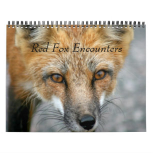 Red Fox entellers Kalender