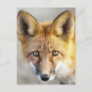 Red Fox Face, close-up Briefkaart