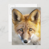 Red Fox Face, close-up Briefkaart (Voorkant / Achterkant)