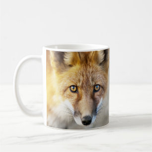 Red Fox Face, close-up Mok