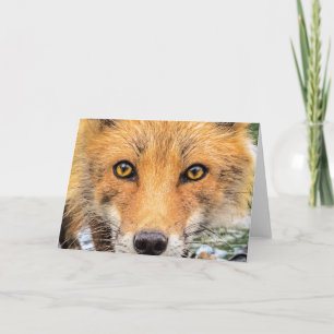 Red Fox Face - Ogen Kaart