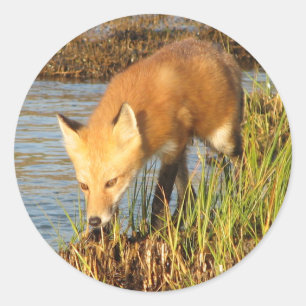 Red Fox-foto Ronde Sticker