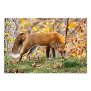 Red Fox geeft de look Foto Afdruk