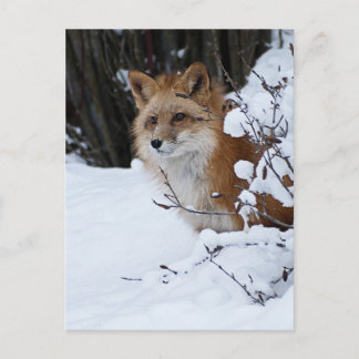 Red Fox in de sneeuw Briefkaart