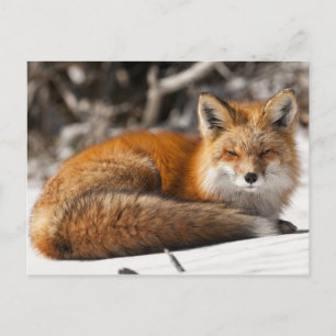 Red Fox in de sneeuw Briefkaart