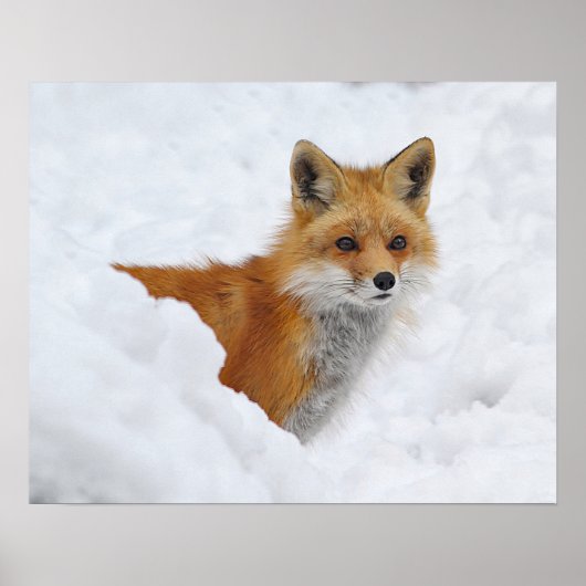 Red Fox in de sneeuw Poster (Voorkant)