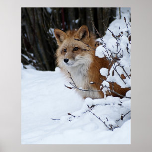 Red Fox in de sneeuw Poster