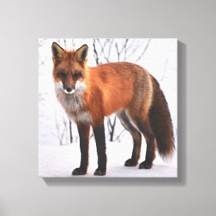 Red Fox in de winter Canvas Afdruk