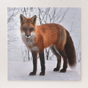 Red Fox in de winter Legpuzzel