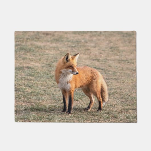 Red Fox in een veld Deurmat (Voorkant)
