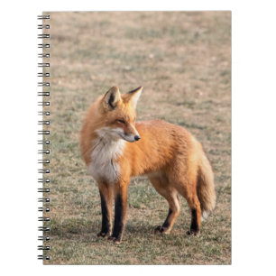 Red Fox in een veld Notitieboek