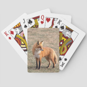 Red Fox in een veld Speelkaarten
