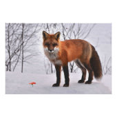 Red Fox in sneeuw Perfect Poster (Voorkant)
