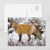 Red Fox in snow in winter Briefkaart (Voorkant / Achterkant)
