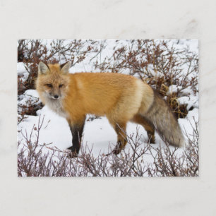 Red Fox in snow in winter Briefkaart