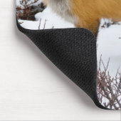 Red Fox in snow in winter Muismat (Hoek)