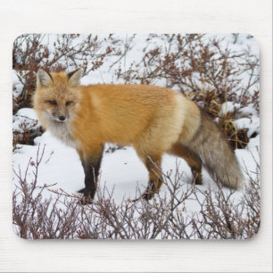 Red Fox in snow in winter Muismat