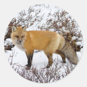 Red Fox in snow in winter Ronde Sticker