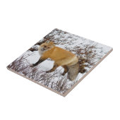 Red Fox in snow in winter Tegeltje (Zijkant)