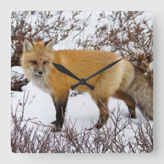 Red Fox in snow in winter Vierkante Klok (Voorkant)