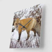 Red Fox in snow in winter Vierkante Klok (Hoek)