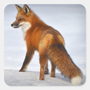 Red Fox in Winter Snow Vierkante Sticker