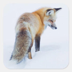 Red Fox in Winter Vierkante Sticker