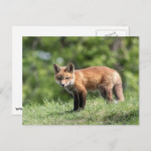 Red Fox Kit Briefkaart (Voorkant / Achterkant)