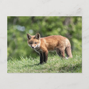 Red Fox Kit Briefkaart