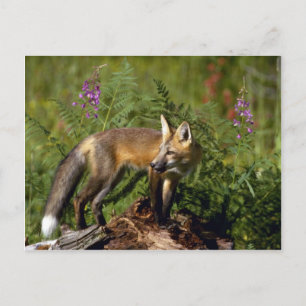 Red Fox kit Briefkaart