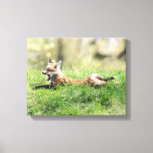 Red Fox Kit Canvas Afdruk