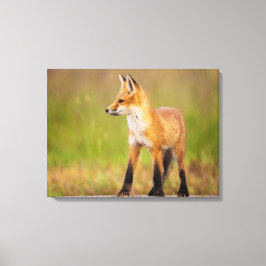 Red Fox Kit Canvas Afdruk