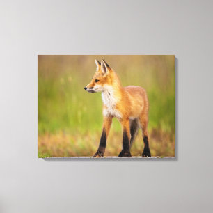 Red Fox Kit Canvas Afdruk