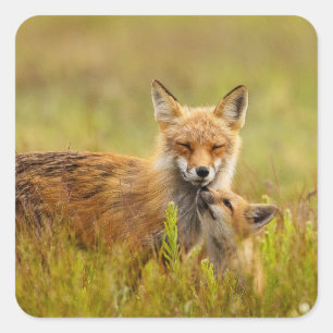 Red Fox kit die op de Momma Vixen stickers kijkt