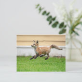 Red Fox Kit in de Hudson-vallei Briefkaart (Staand voorkant)