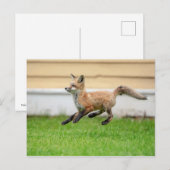 Red Fox Kit in de Hudson-vallei Briefkaart (Voorkant / Achterkant)