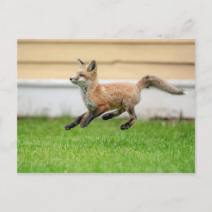 Red Fox Kit in de Hudson-vallei Briefkaart