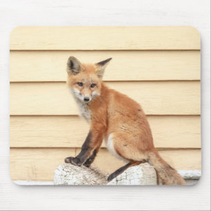 Red Fox Kit in de Hudson-vallei Muismat