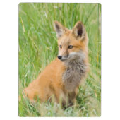 Red Fox Kit in gras nabij den den Klembord (Achterkant)